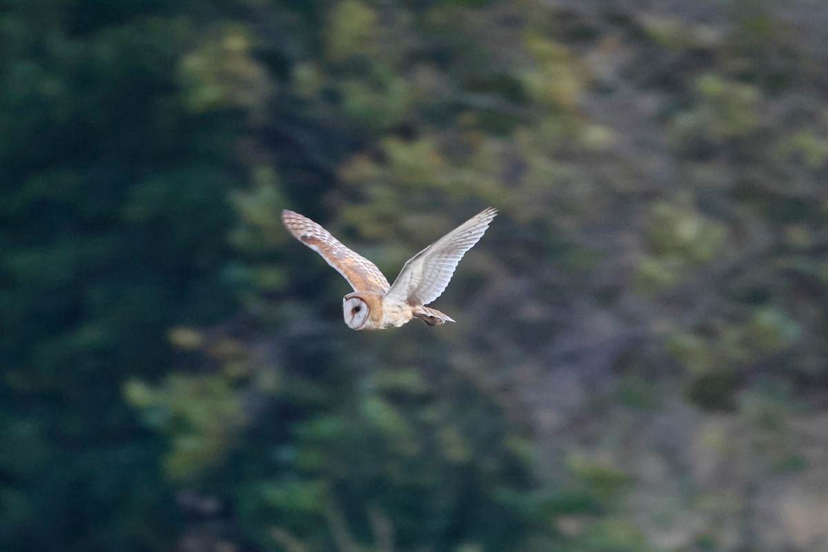American Barn Owl - ML642843953