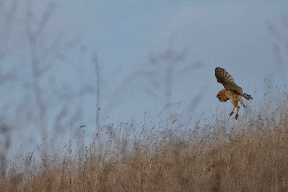 American Barn Owl - ML642843954