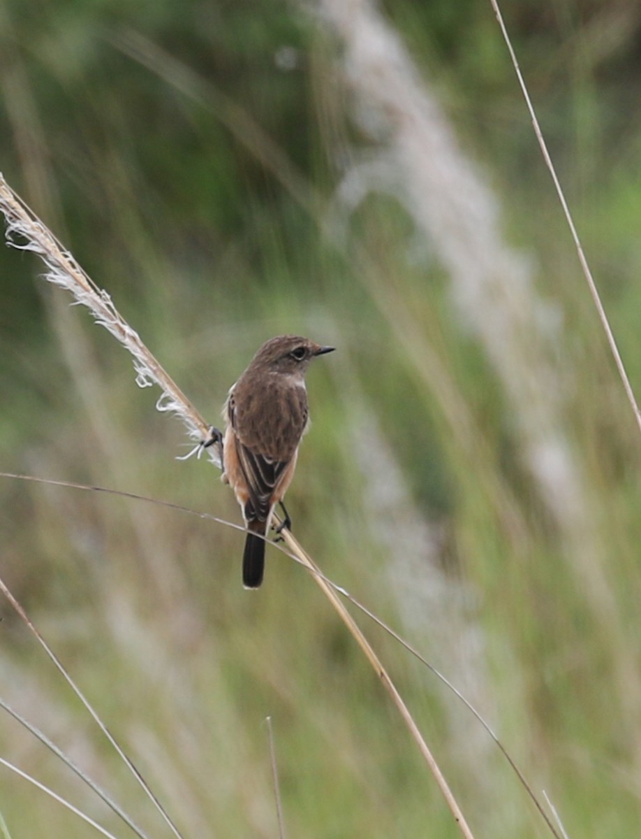 Siberian Stonechat - ML642843956