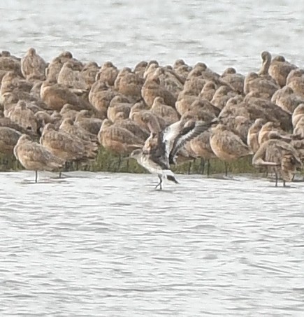 Hudsonian Godwit - ML642843962
