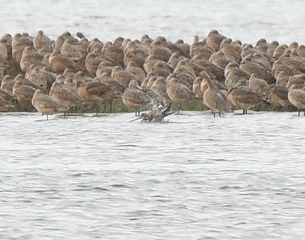 Hudsonian Godwit - ML642843963
