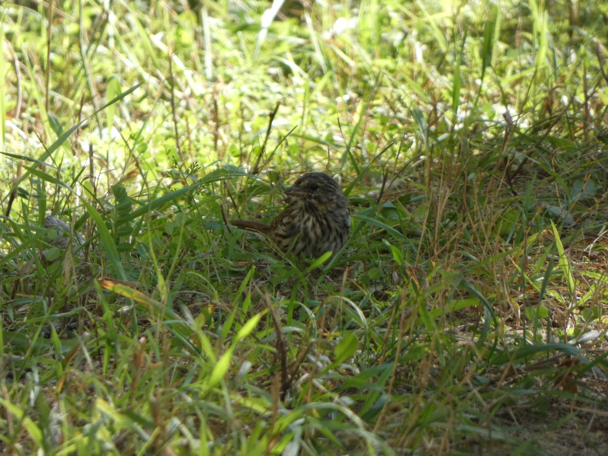 Song Sparrow - ML642843973