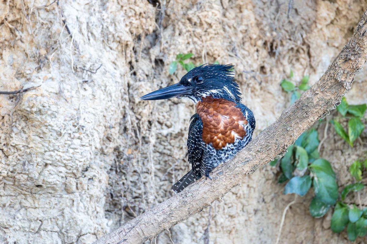 Giant Kingfisher - ML642843976