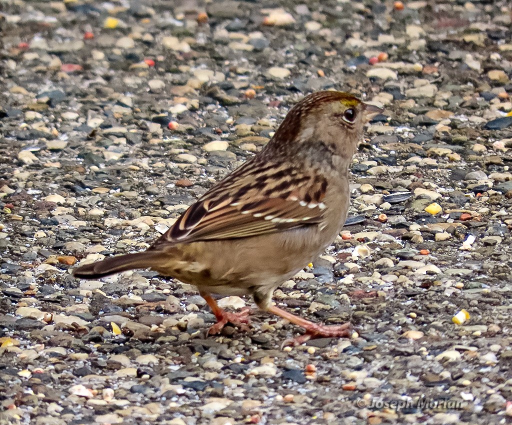 Golden-crowned Sparrow - ML642843983