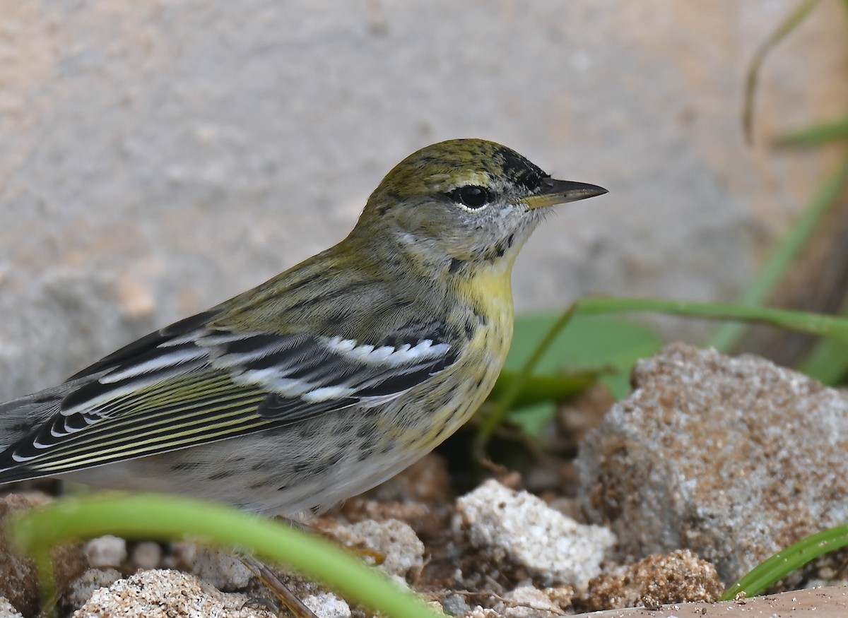 Blackpoll Warbler - ML642843987