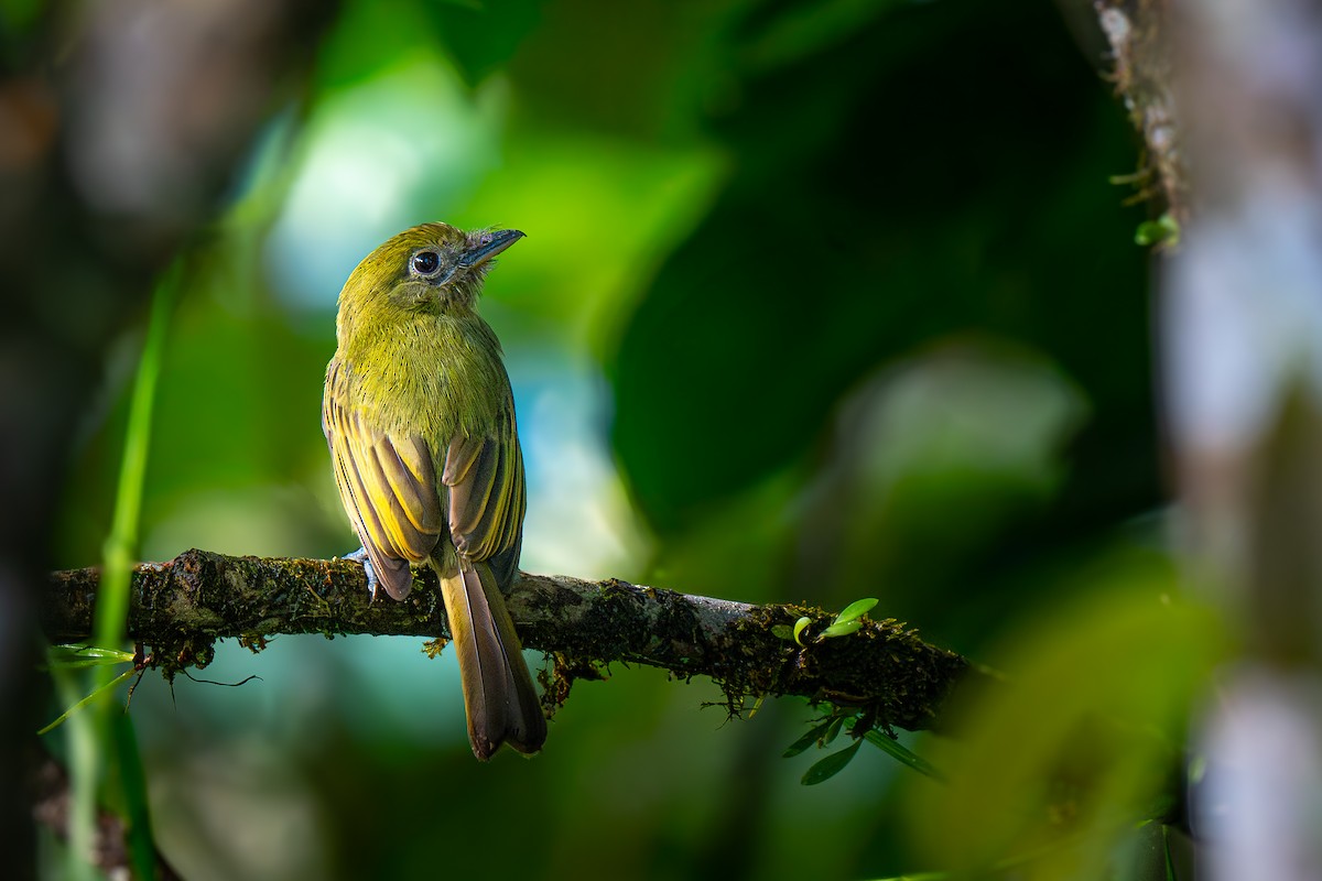 Fulvous-breasted Flatbill - ML642844022