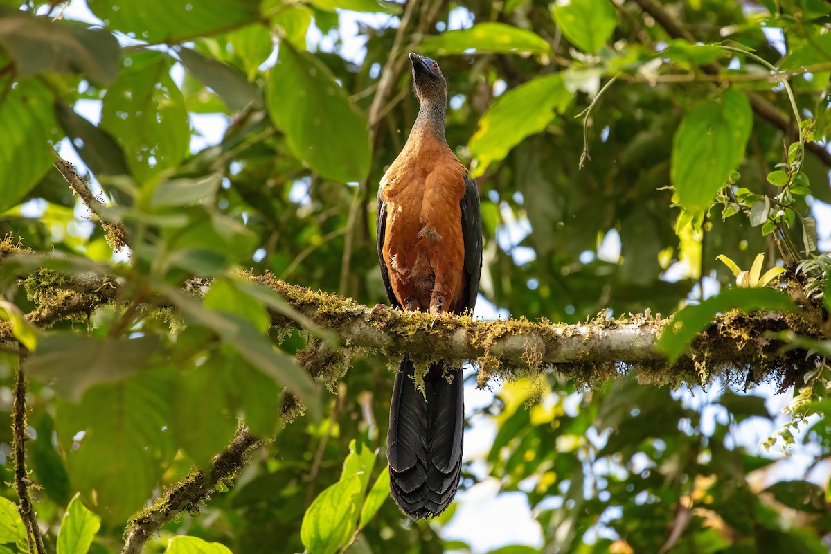 Sickle-winged Guan - ML642844032