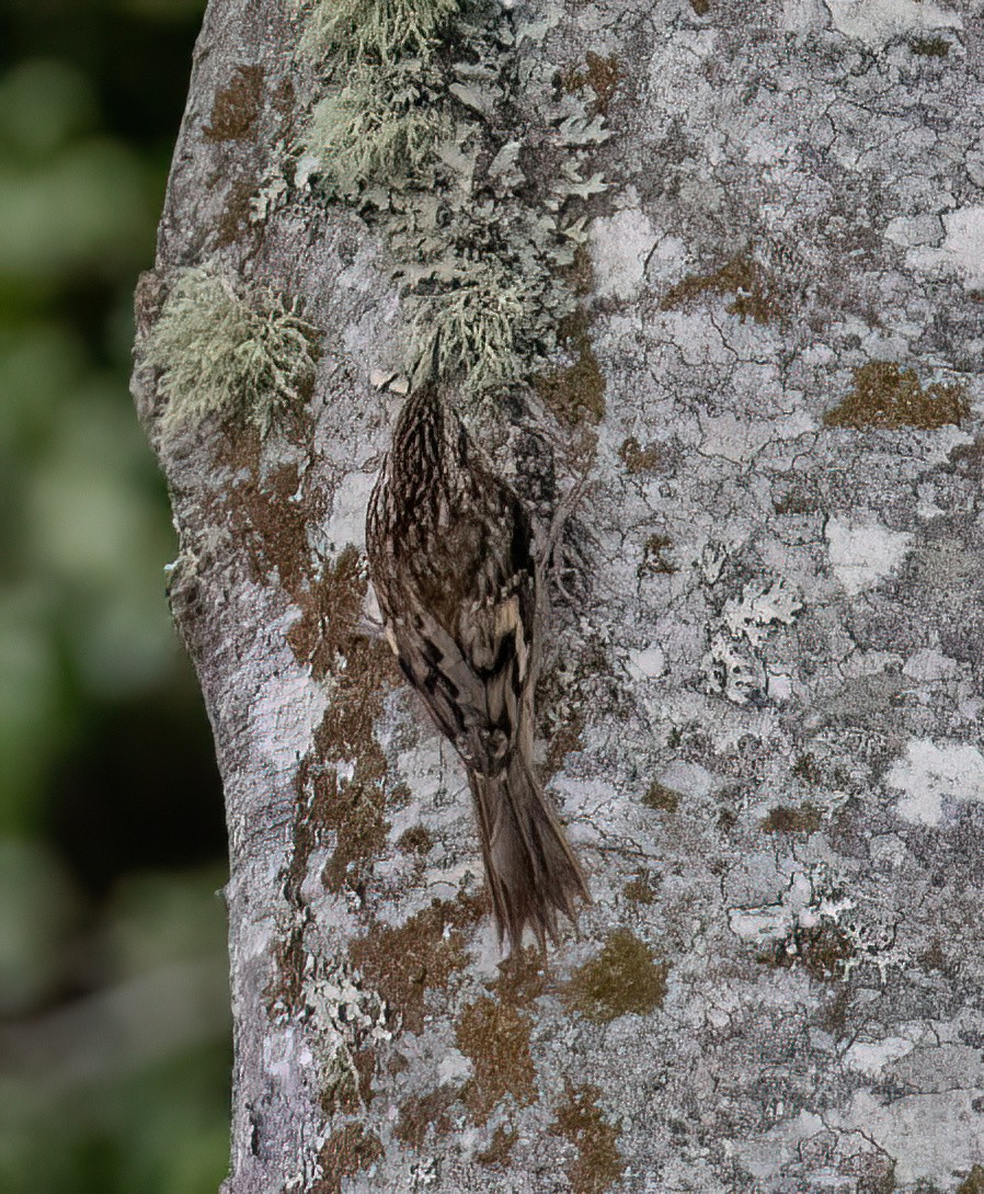 Brown Creeper - ML642844034