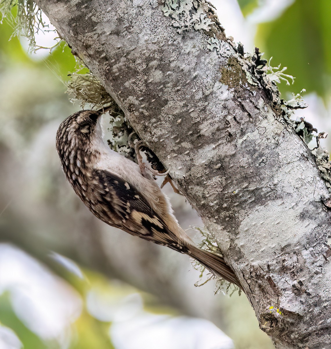 Brown Creeper - ML642844035