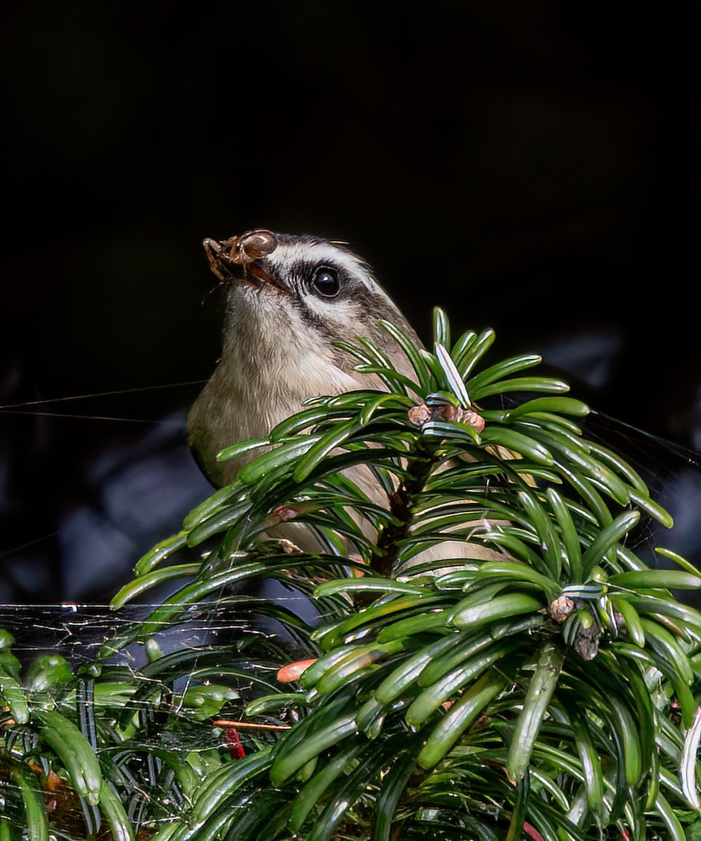 Golden-crowned Kinglet - ML642844041