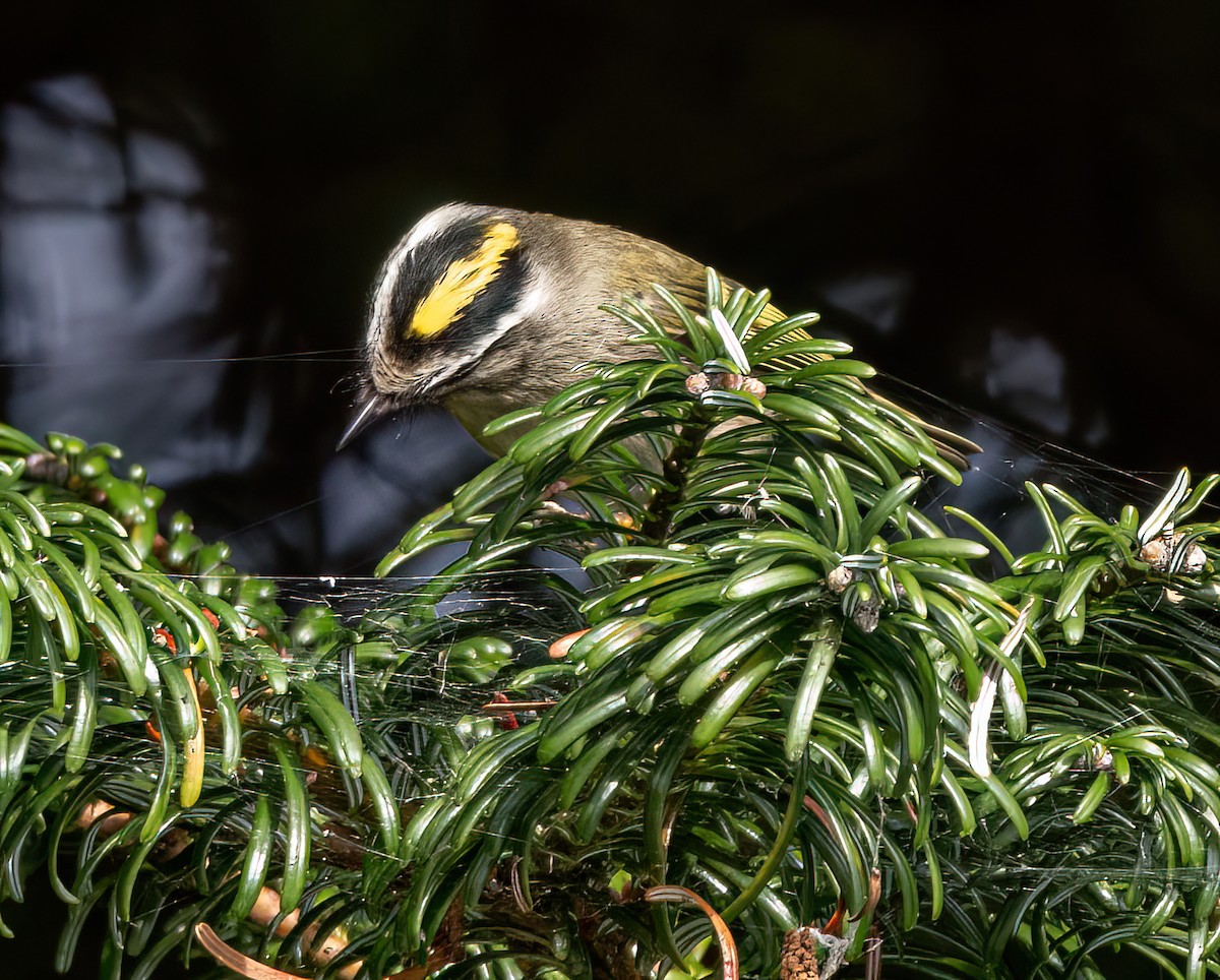 Golden-crowned Kinglet - ML642844042