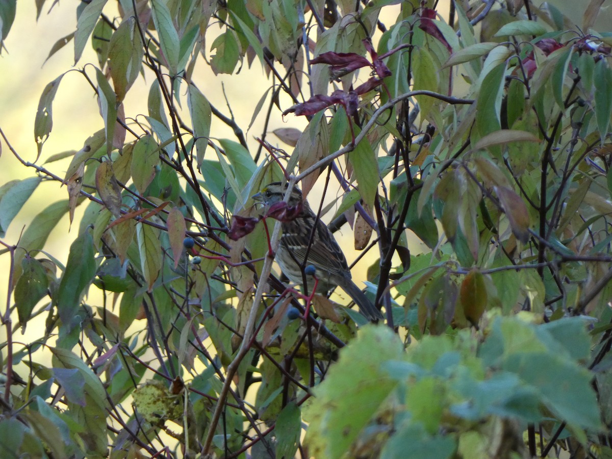 White-throated Sparrow - ML642844045