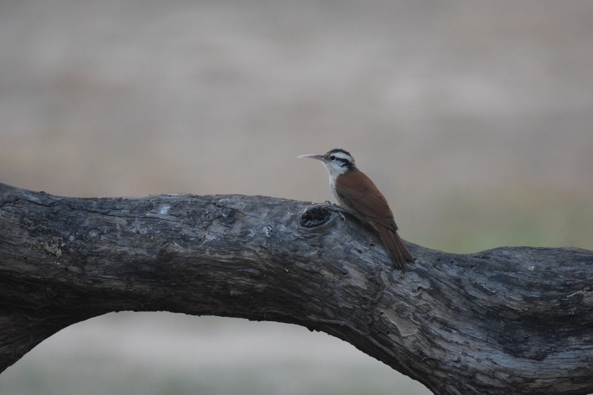 Narrow-billed Woodcreeper - ML642844059