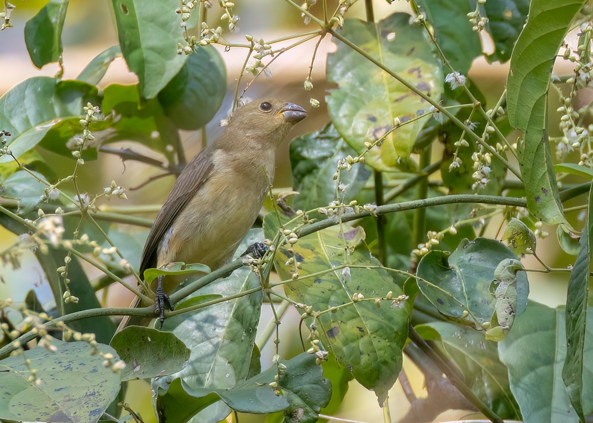 Double-collared Seedeater - ML642844085