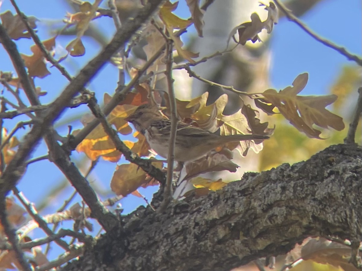 Harris's Sparrow - ML642844093