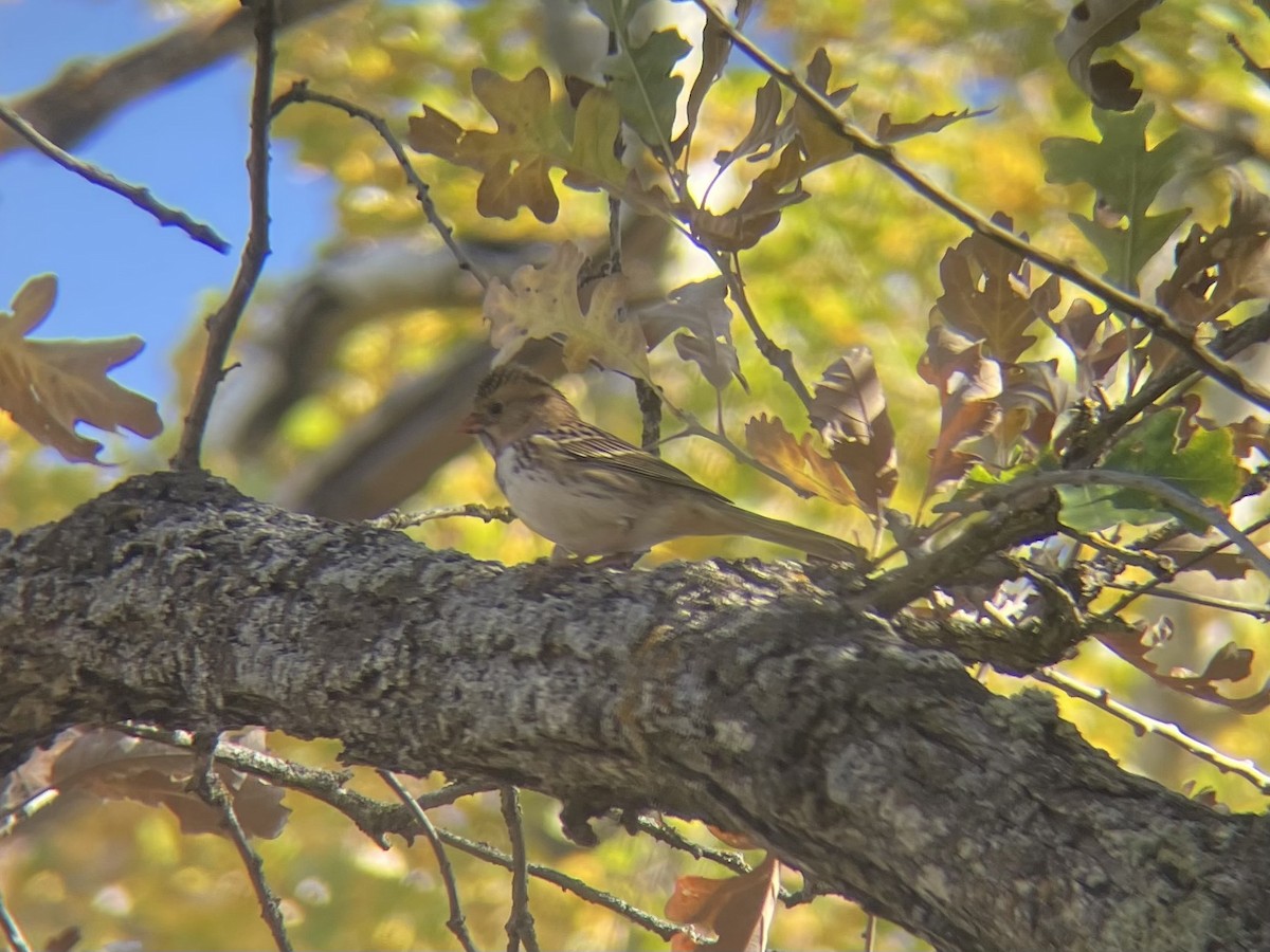Harris's Sparrow - ML642844094