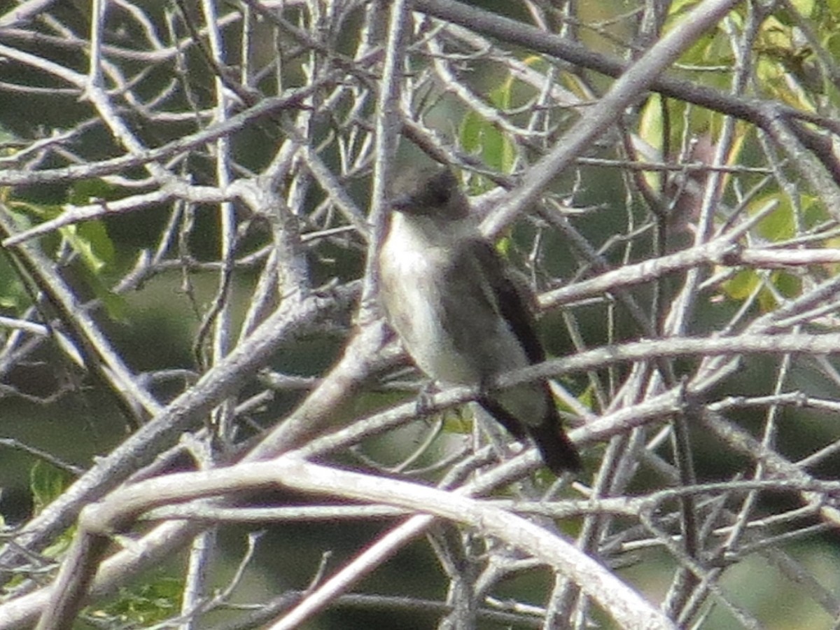 Olive-sided Flycatcher - ML642844120