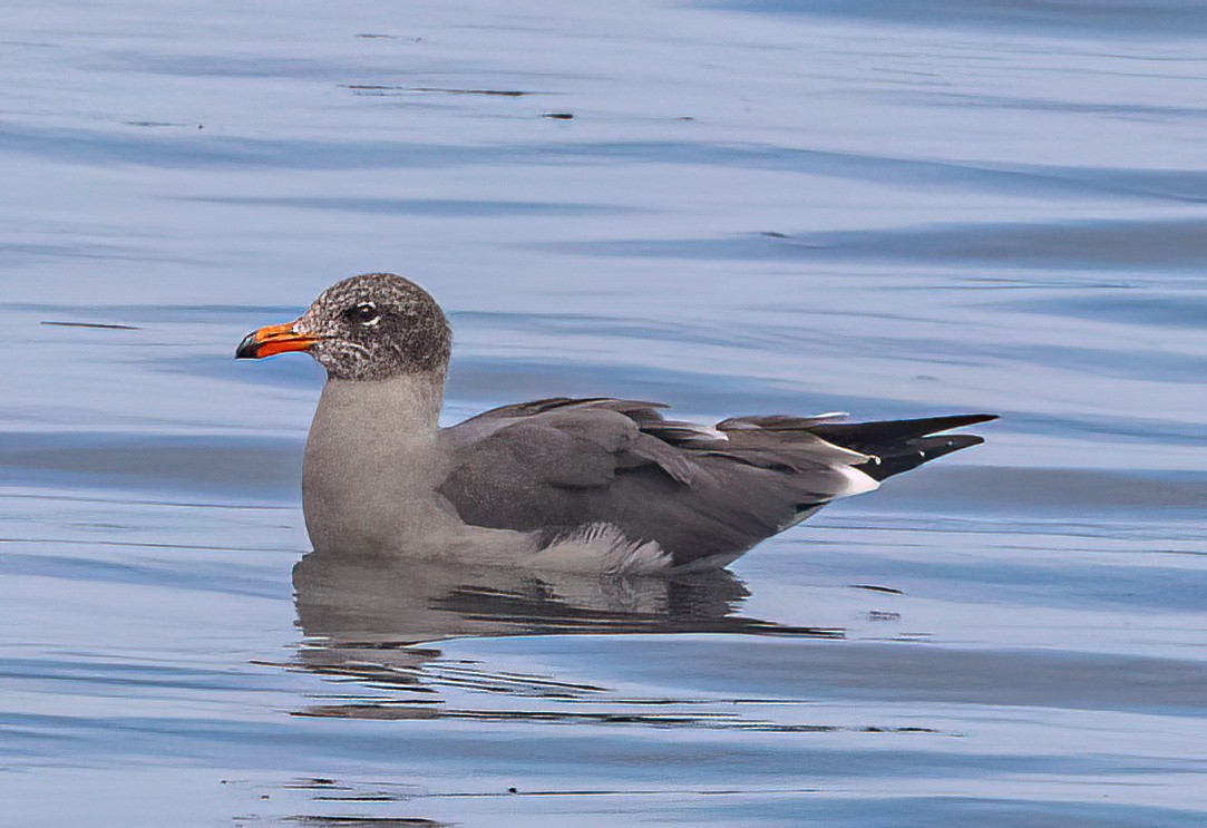 Heermann's Gull - ML642844136