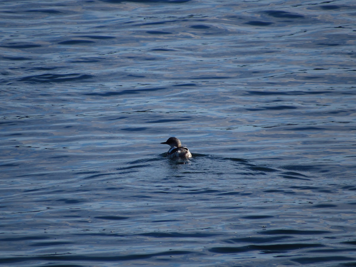 Pigeon Guillemot - ML642844139