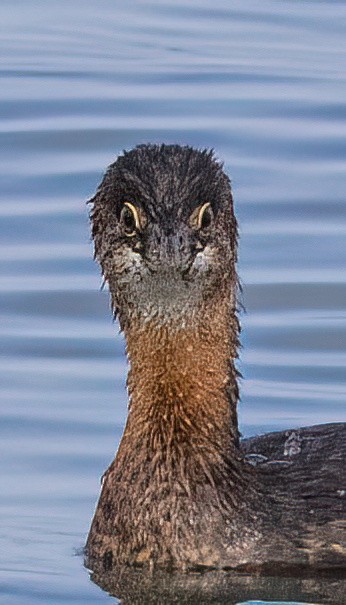 Pied-billed Grebe - ML642844147