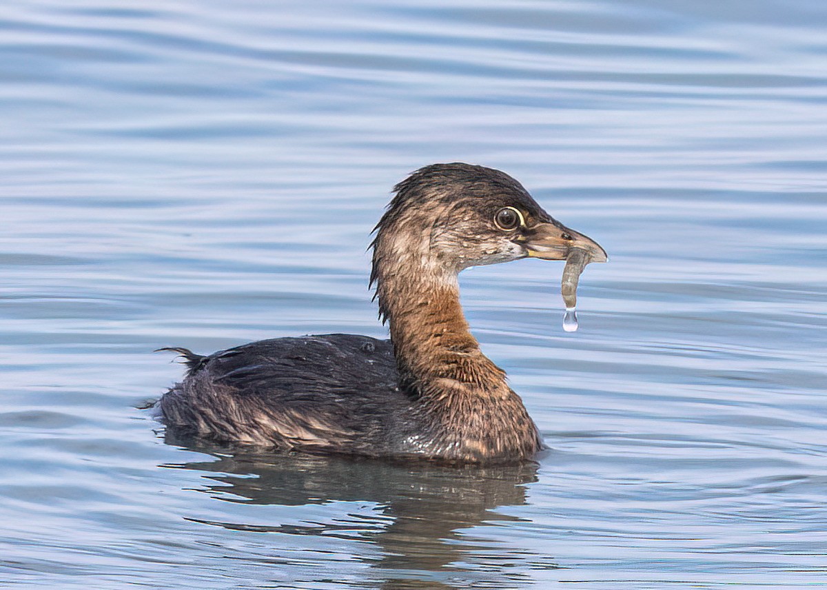 Pied-billed Grebe - ML642844148