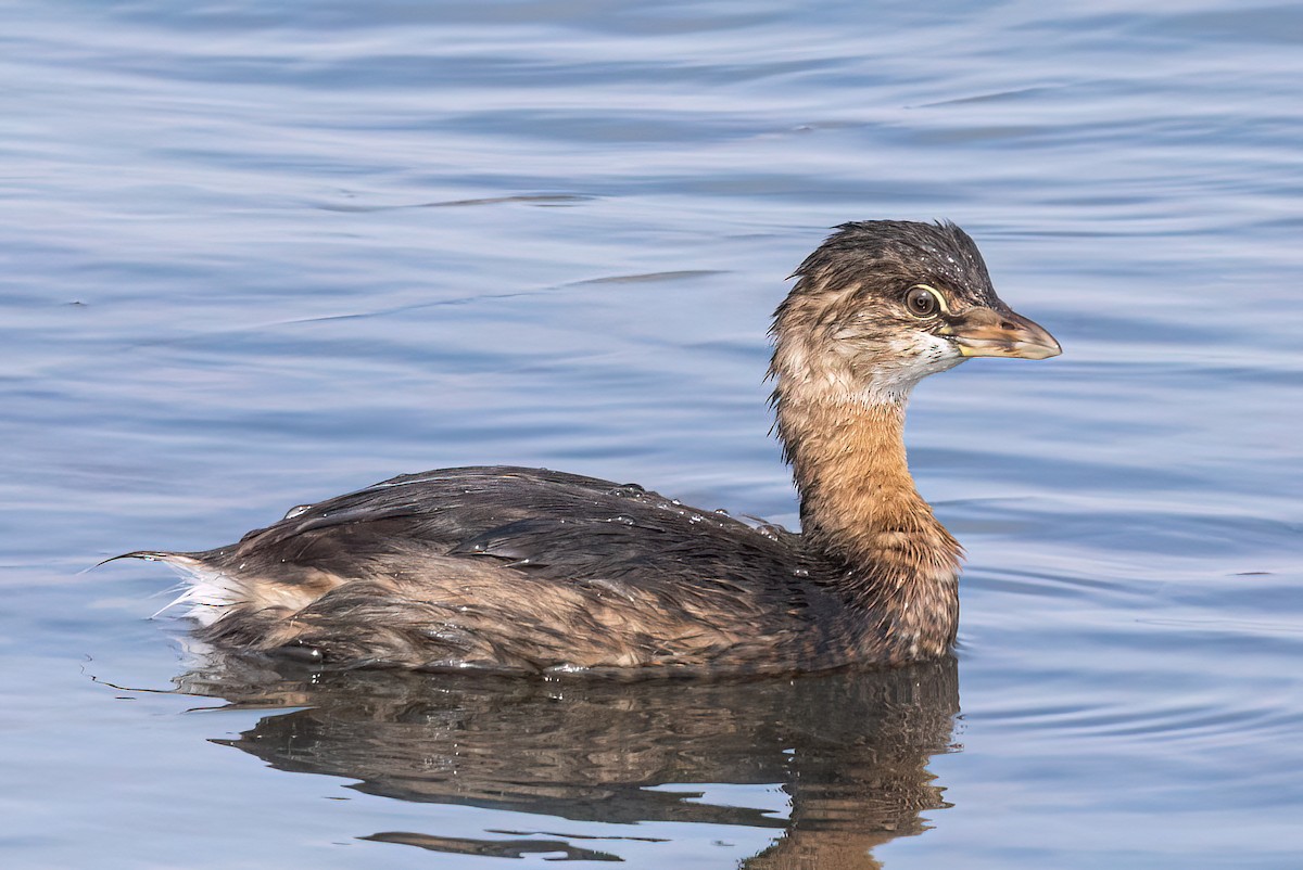 Pied-billed Grebe - ML642844149