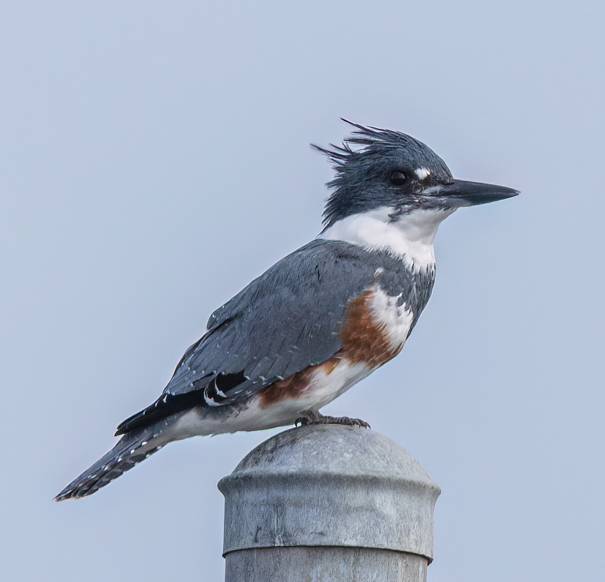 Belted Kingfisher - ML642844161
