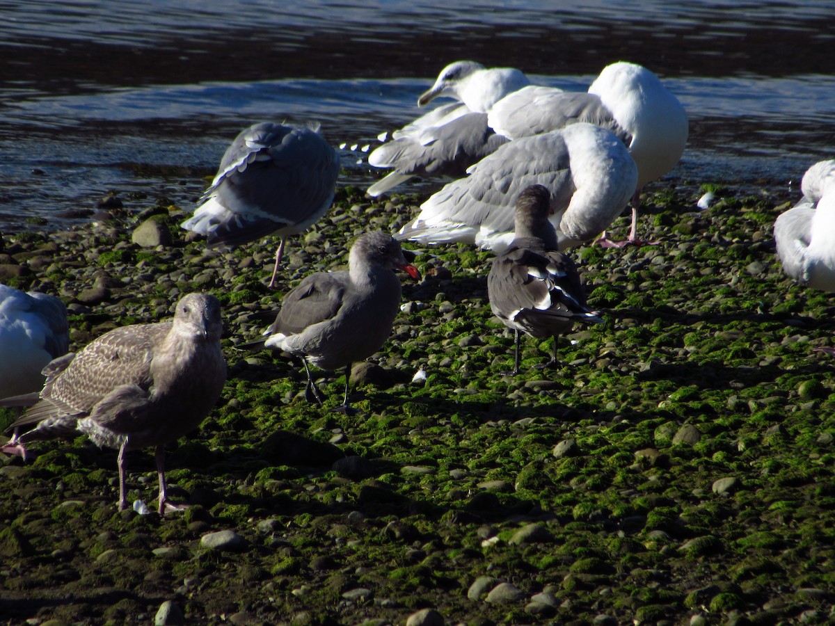 Heermann's Gull - ML642844163