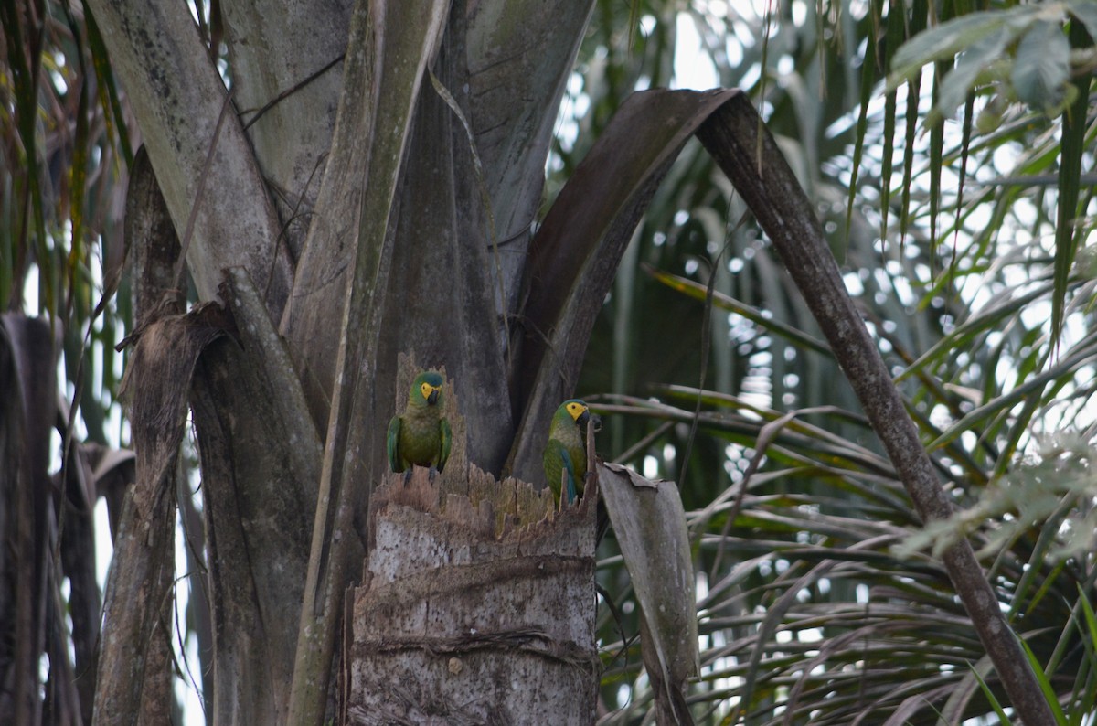 Red-bellied Macaw - ML642844164