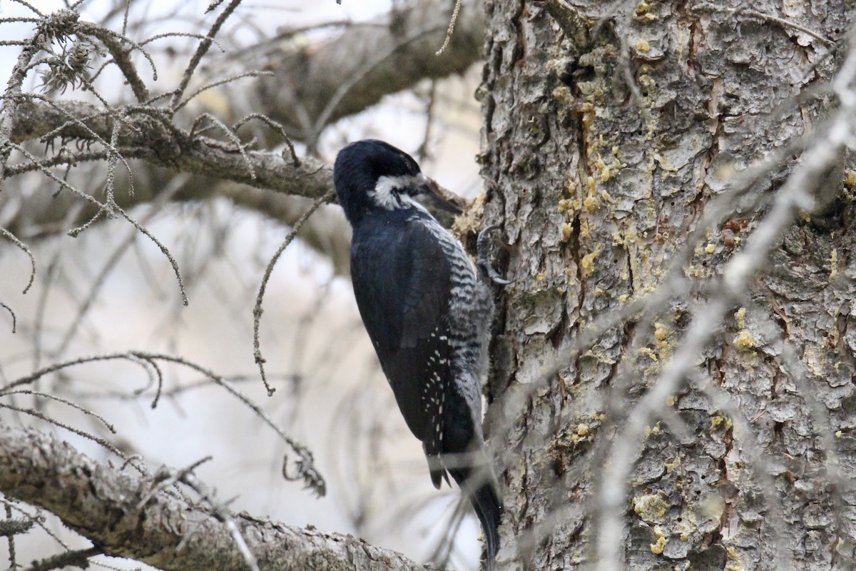Black-backed Woodpecker - Anne R.