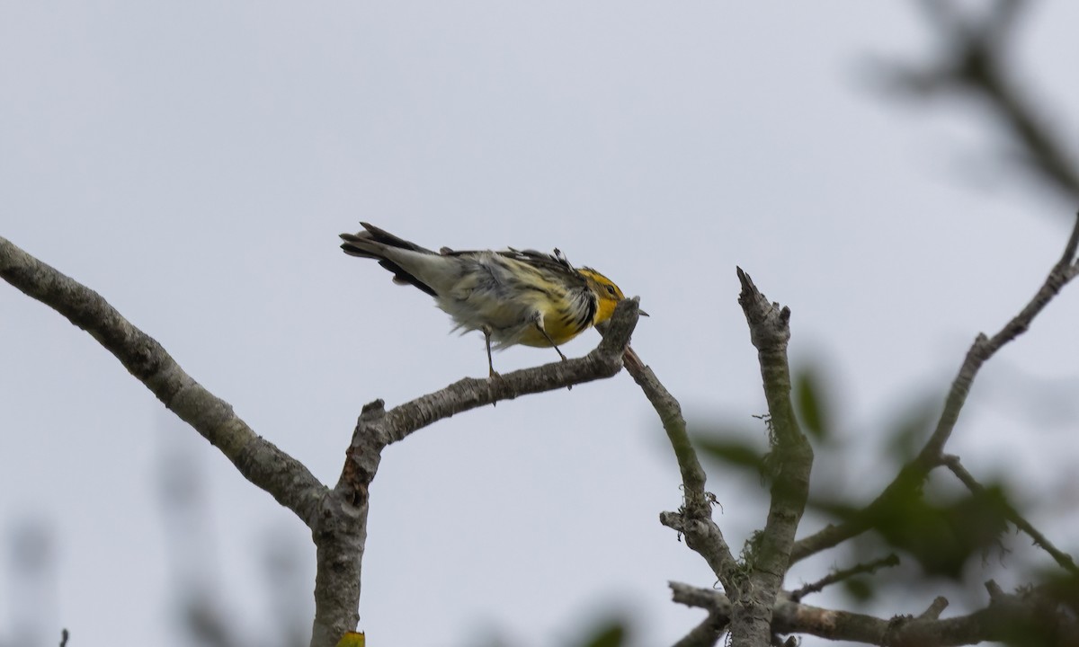 Blackburnian Warbler - ML642844199