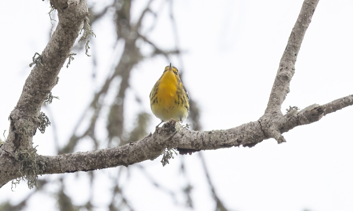 Blackburnian Warbler - ML642844201