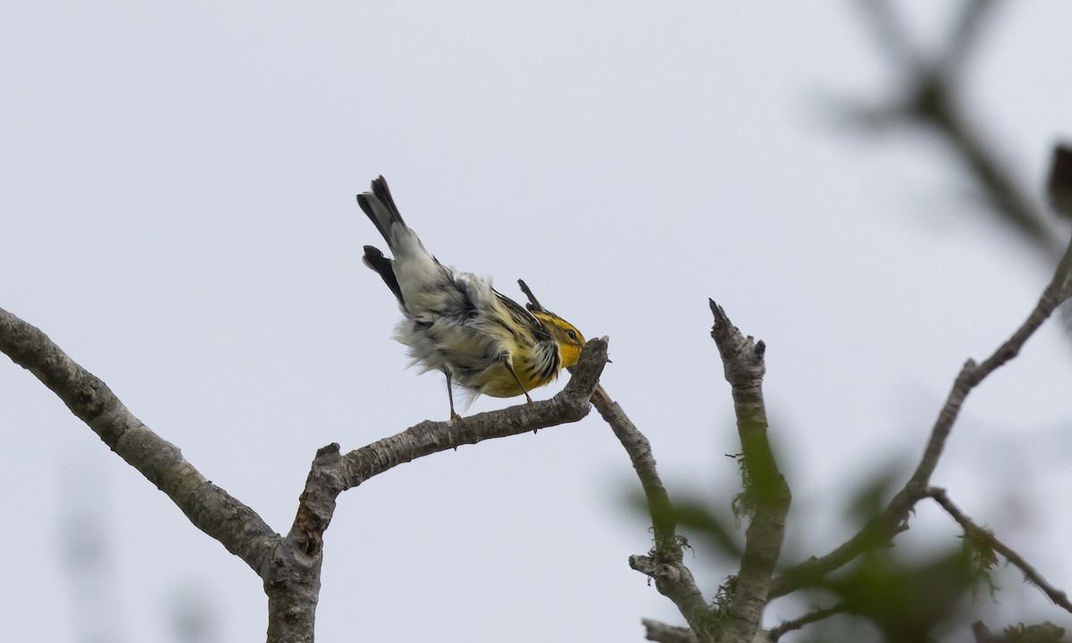 Blackburnian Warbler - ML642844202
