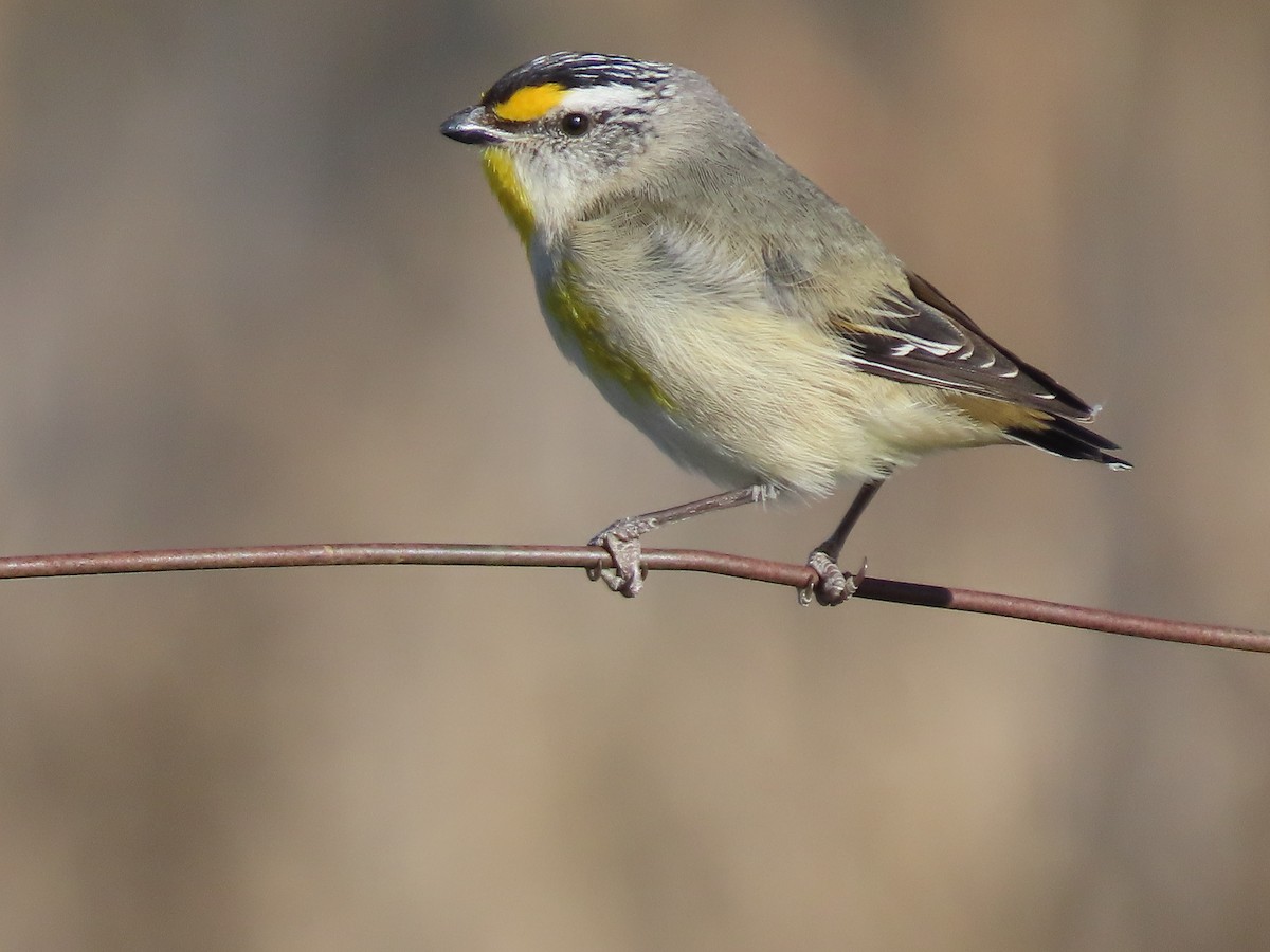キボシホウセキドリ - ML642844213