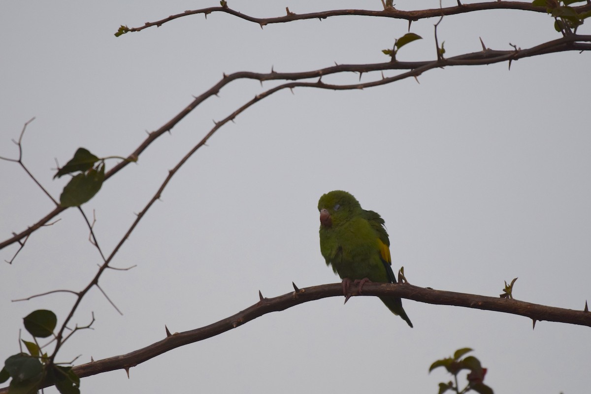 キカタインコ - ML642844219