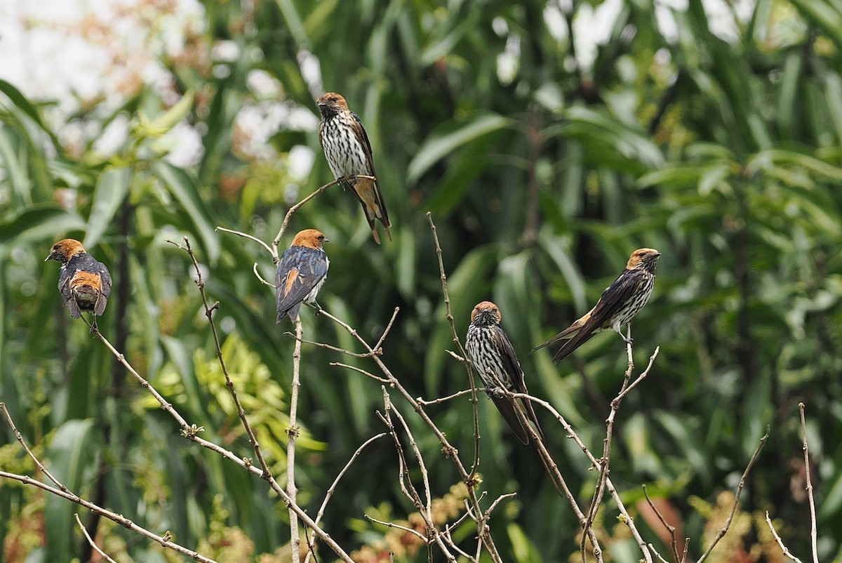 Lesser Striped Swallow - ML642844225