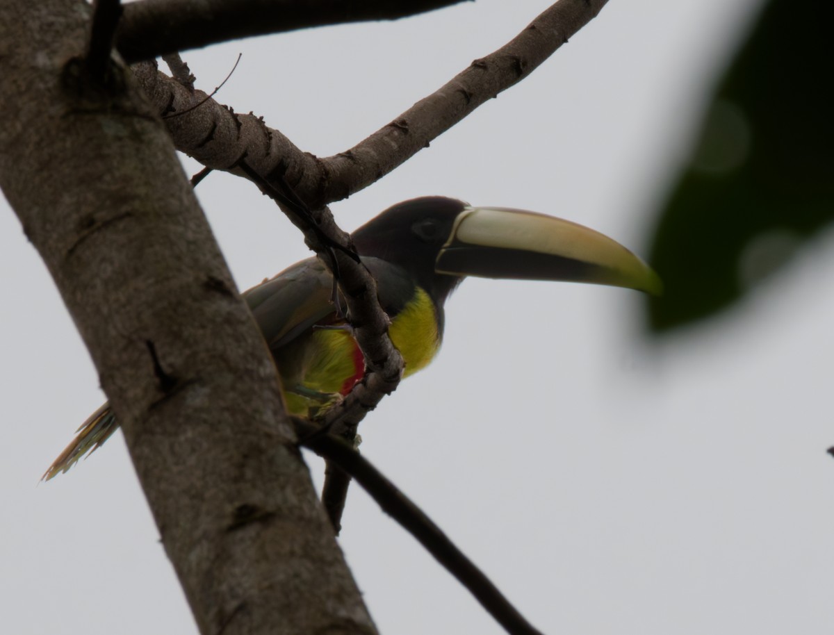 Black-necked Aracari - ML642844235