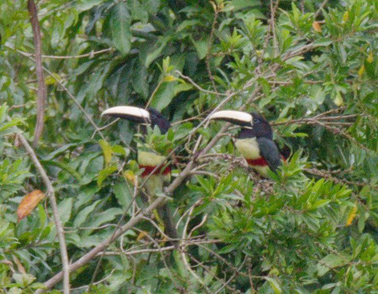 Black-necked Aracari - ML642844236