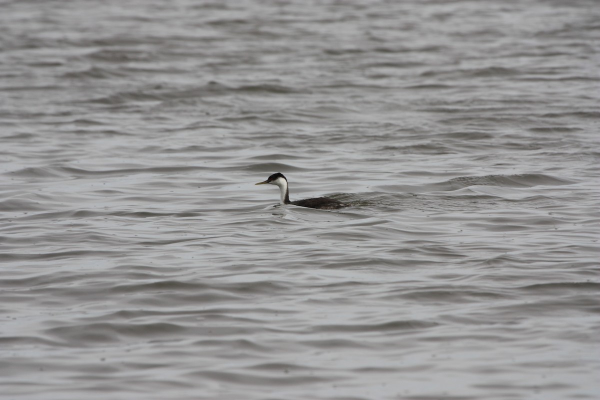 Western Grebe - ML642844237