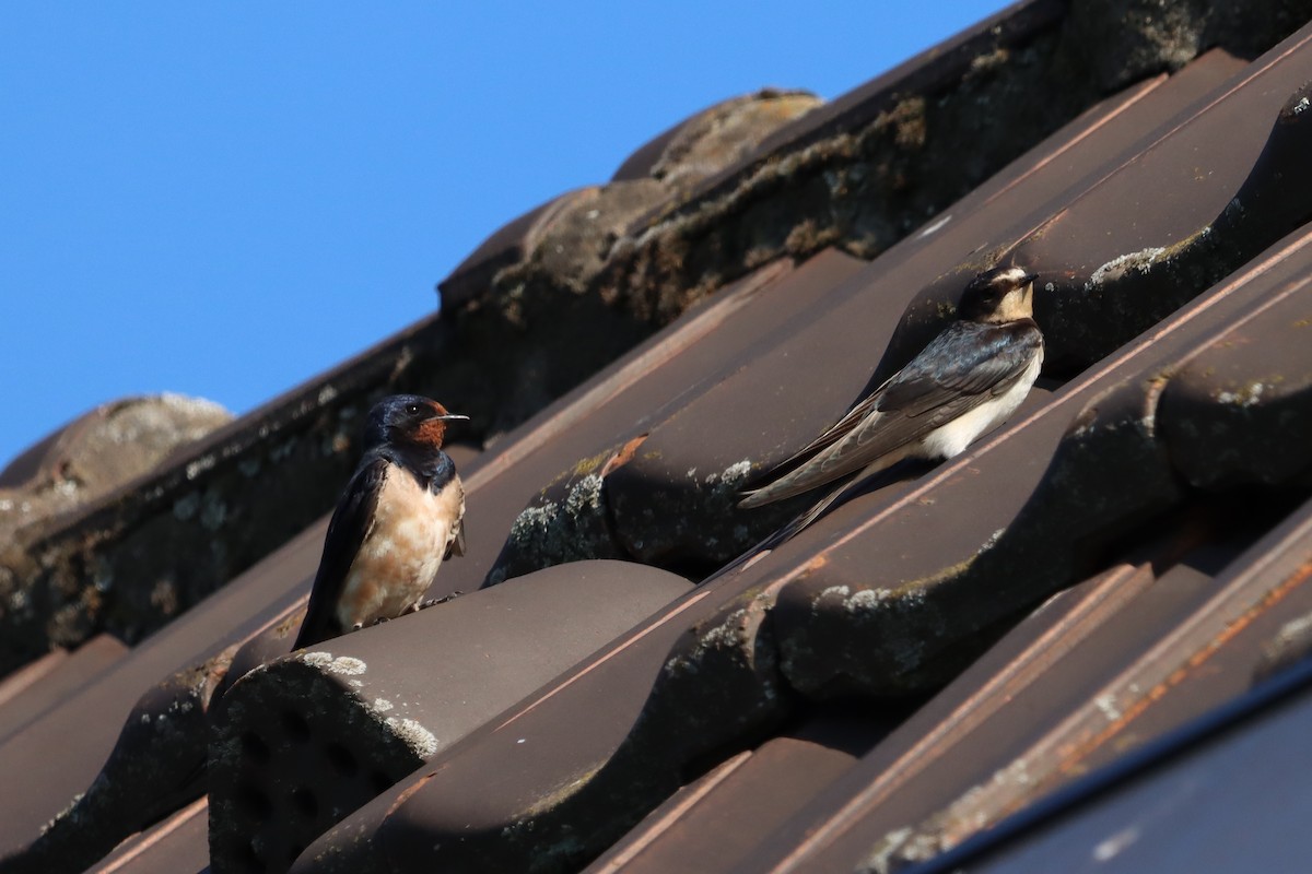 Barn Swallow - ML642844240