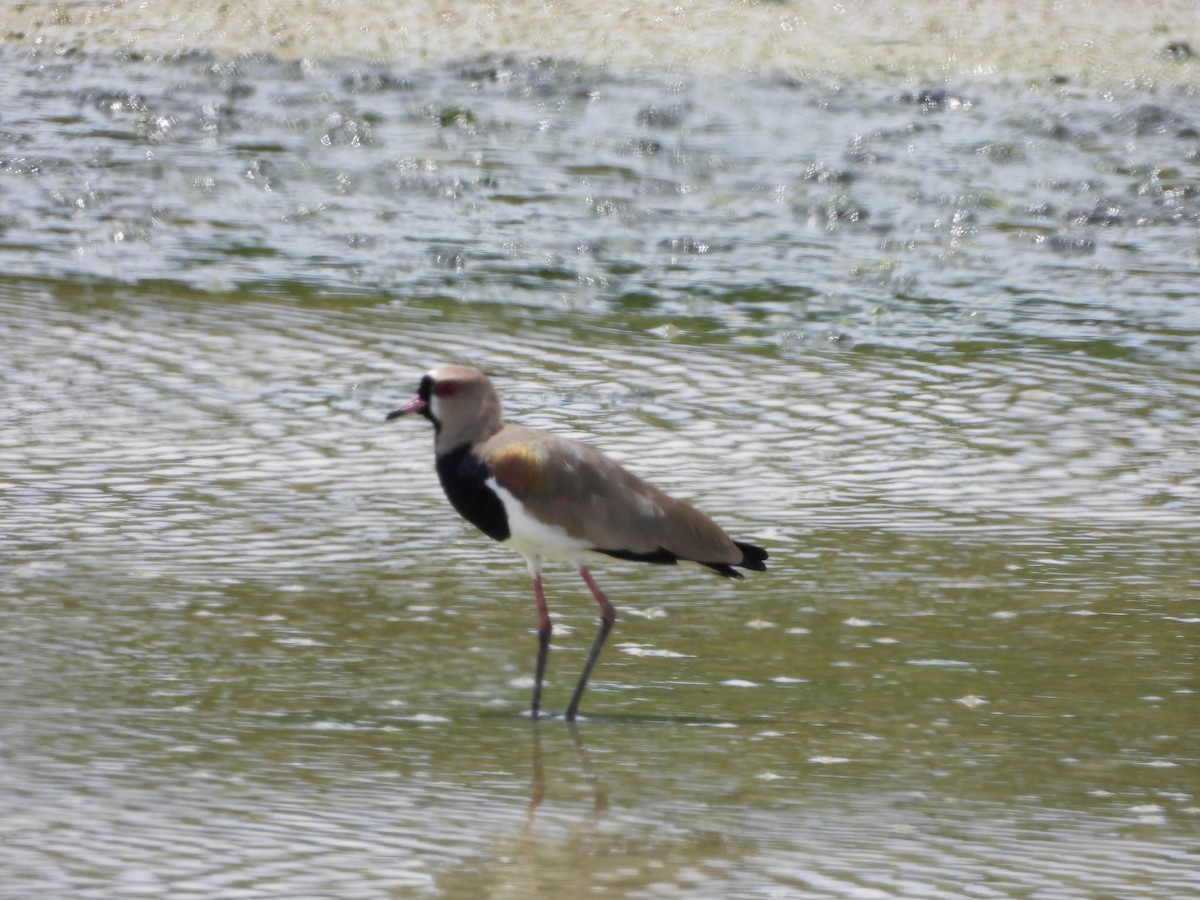 Southern Lapwing - ML642844245