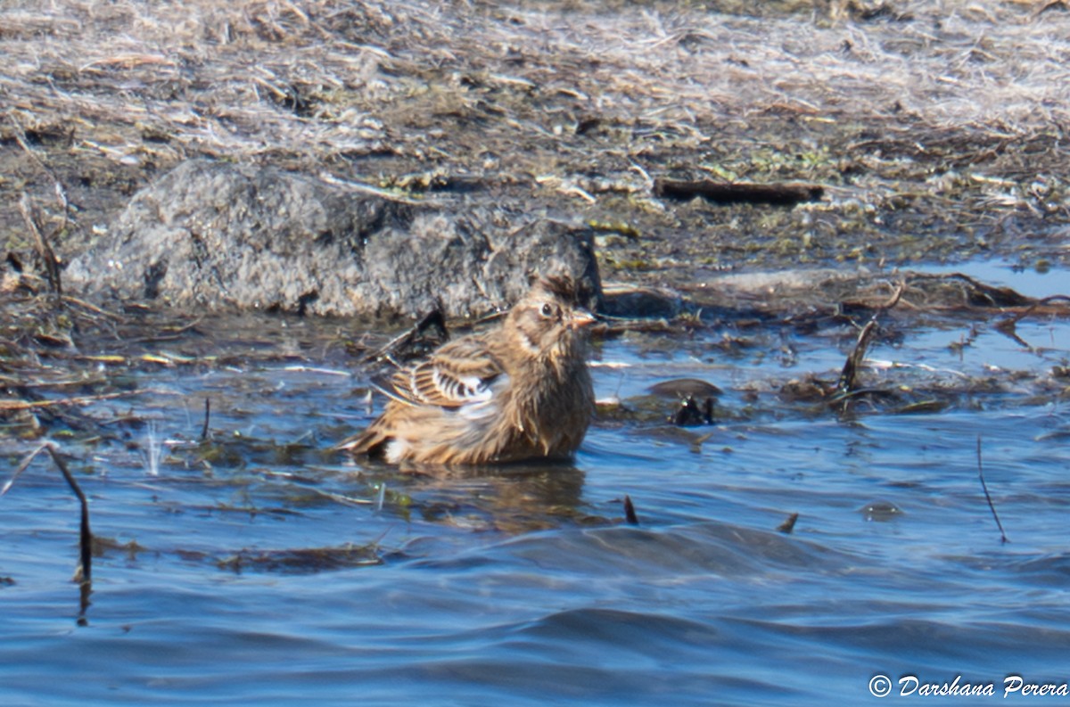 Smith's Longspur - ML642844251