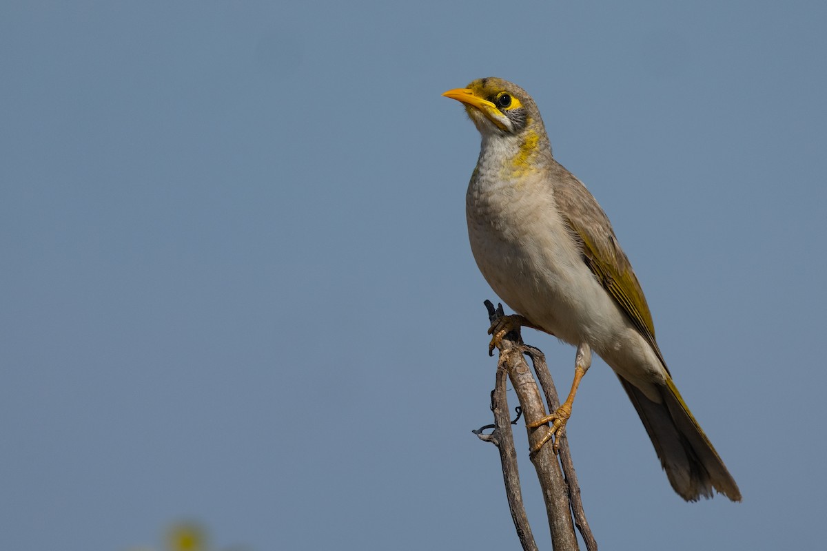 Yellow-throated Miner - ML642844252