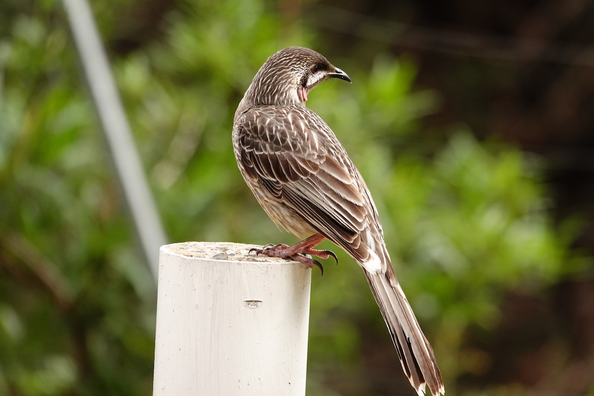 Red Wattlebird - ML642844255