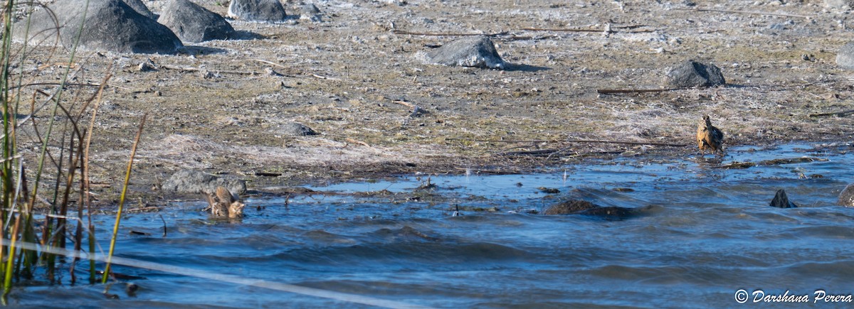 Smith's Longspur - ML642844259