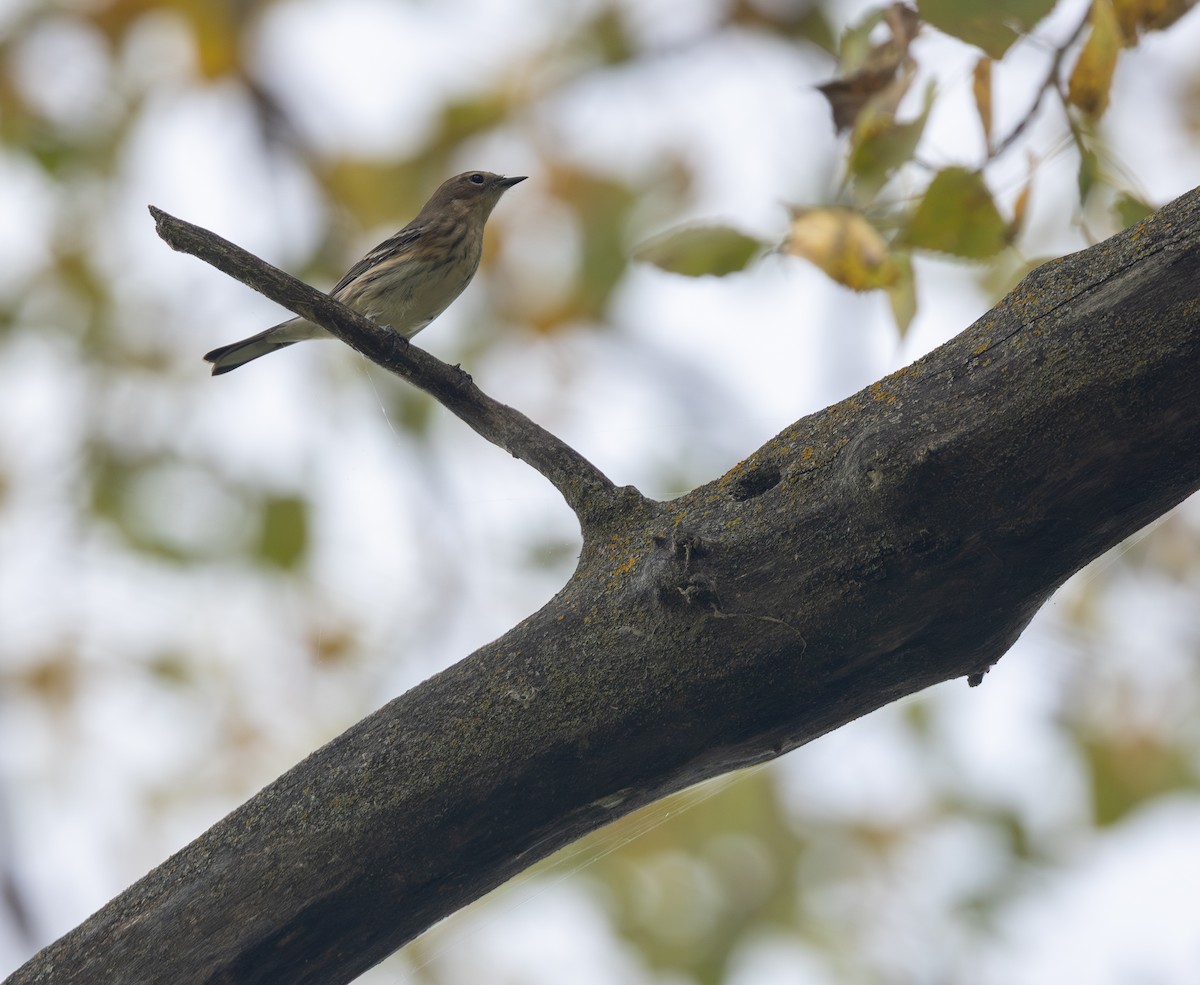 キヅタアメリカムシクイ（coronata） - ML642844261