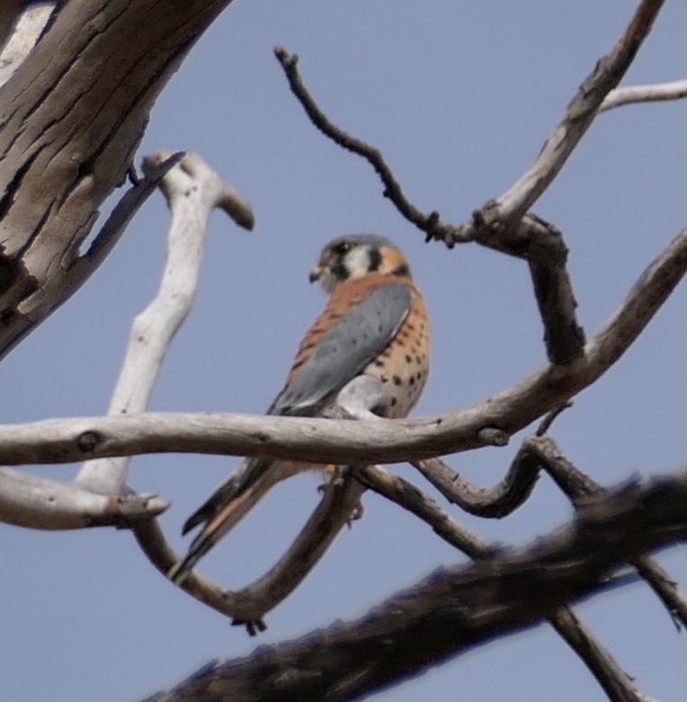 American Kestrel - ML642844263