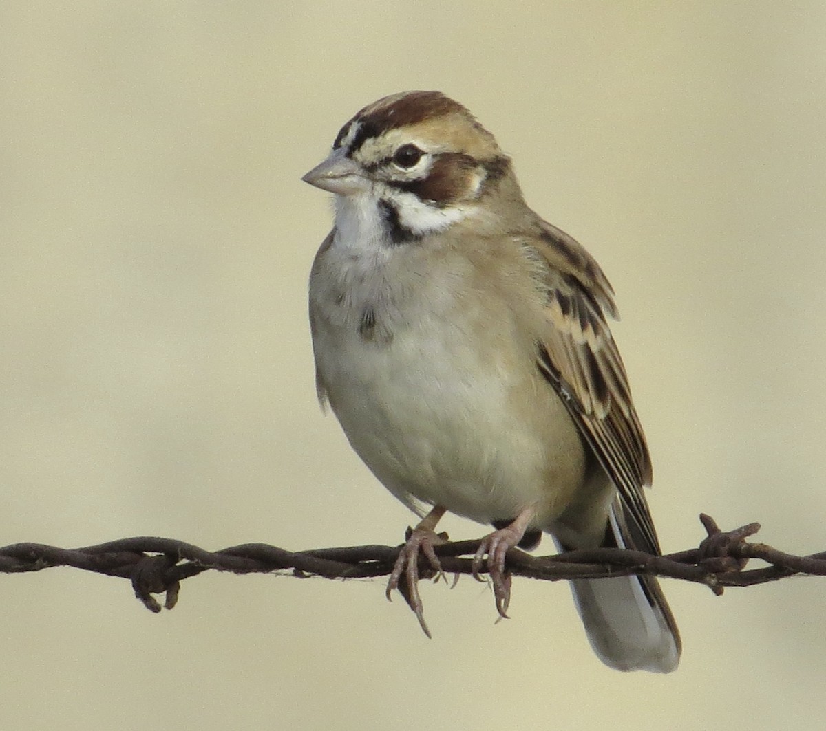 Lark Sparrow - ML642844265