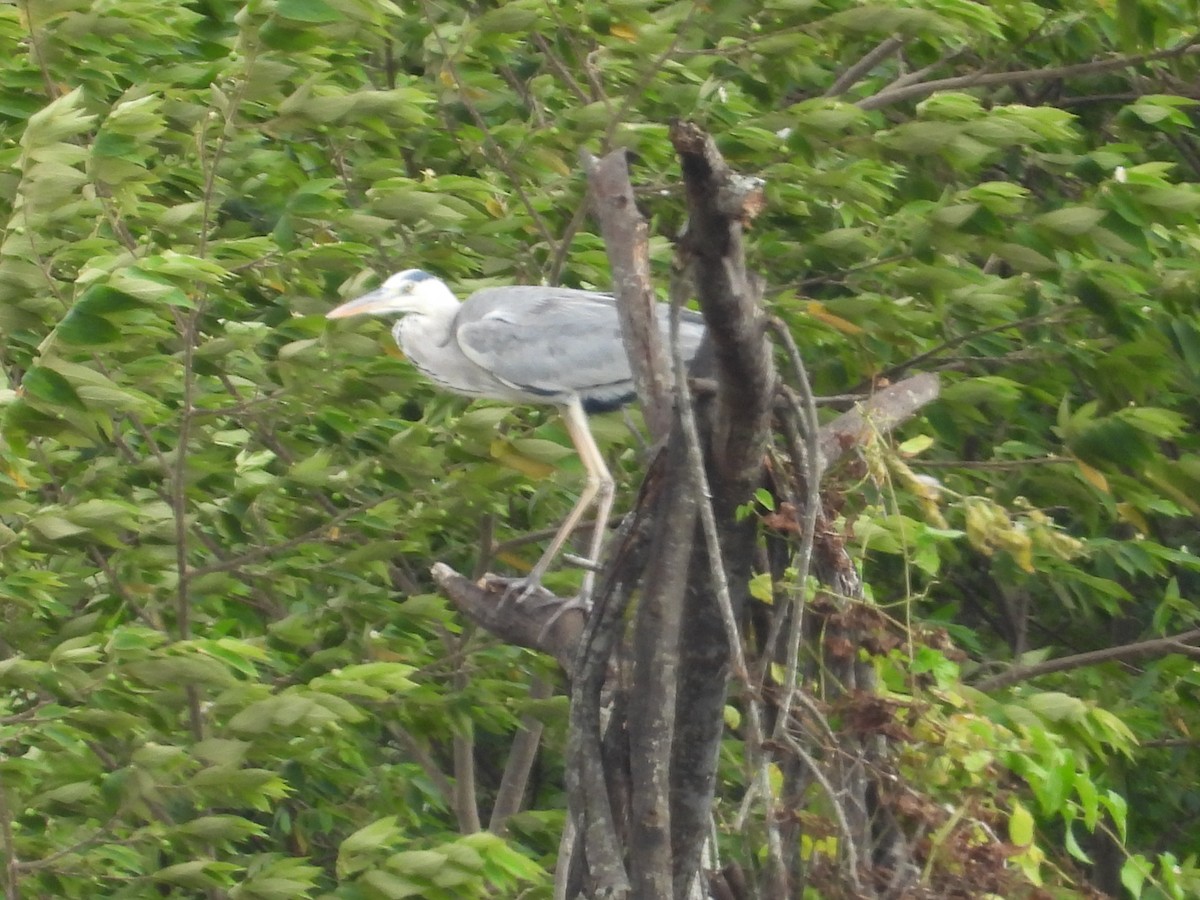 Gray Heron - ML642844267