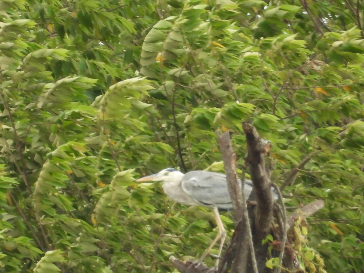 Gray Heron - ML642844268